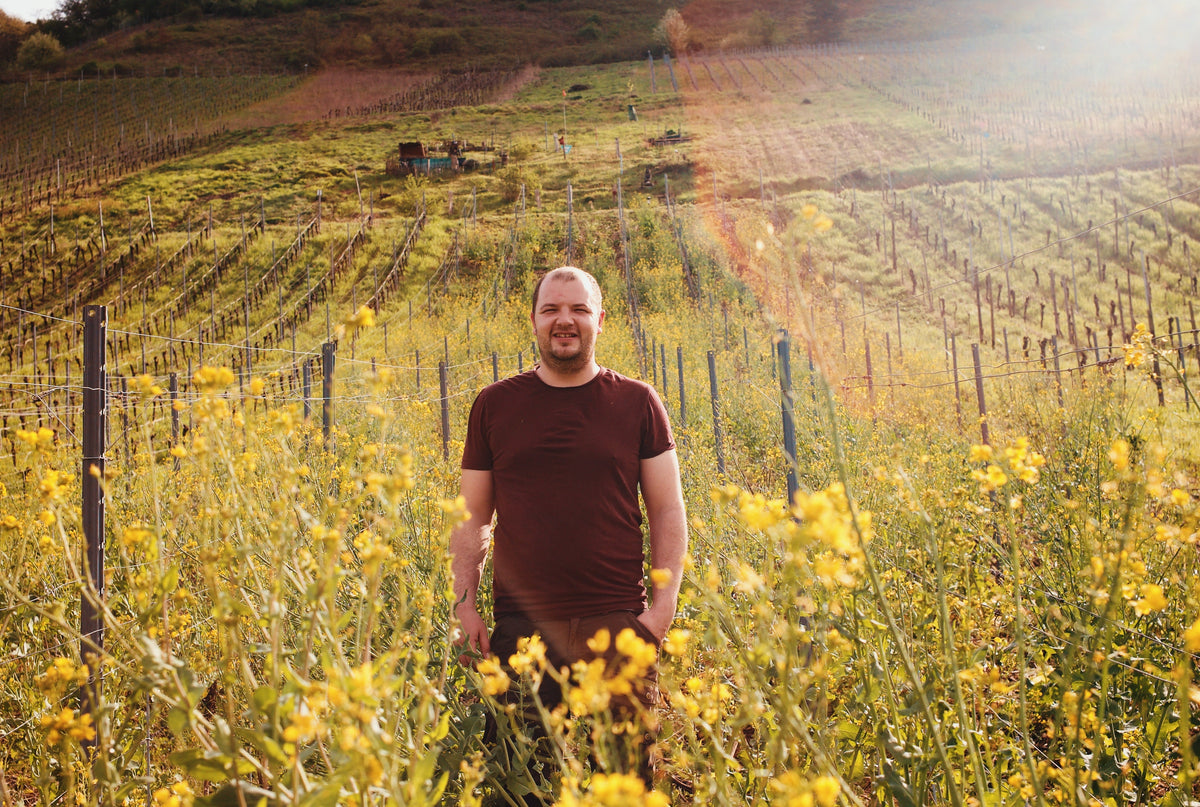 Blühender Weinberg mit Begrünung zwischen den Rebzeilen in Reil an der Mosel