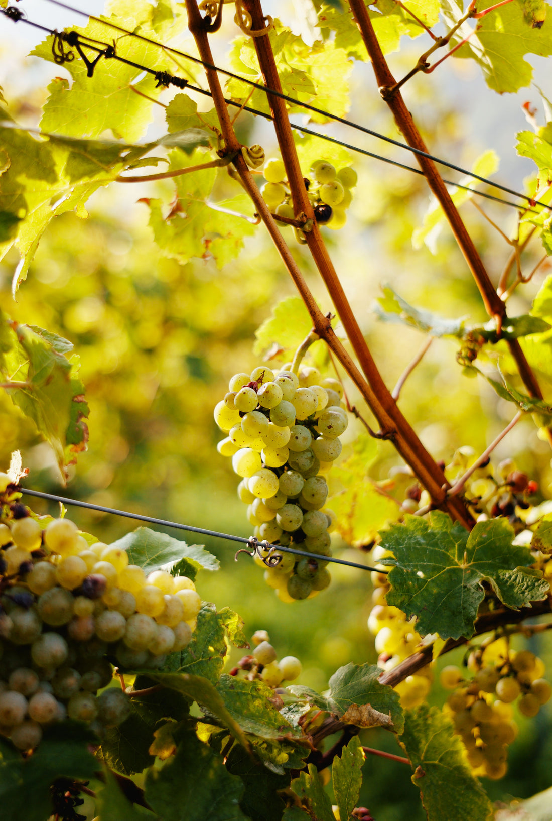Der Herbst ist da