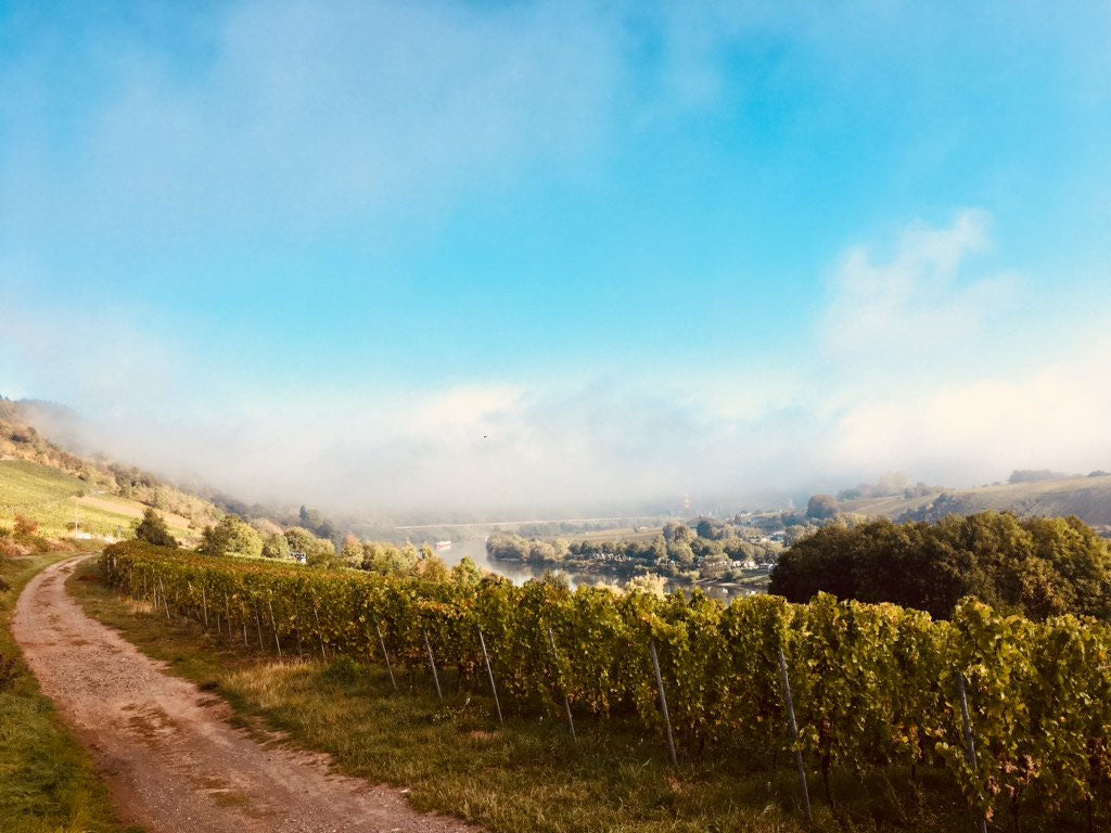 Die Weinlese ist beendet