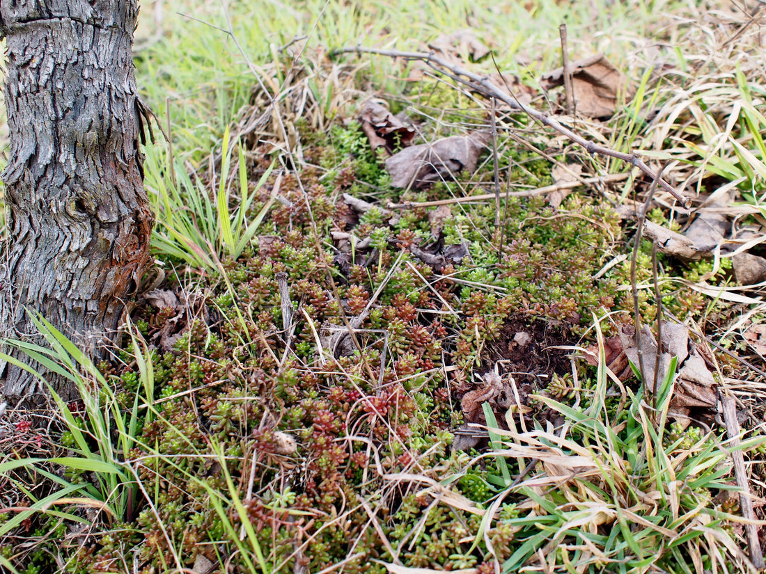Scharfer Mauerpfeffer (Sedum acre)
