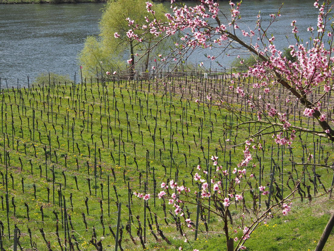 Briedeler Weißerberg Riesling 2018