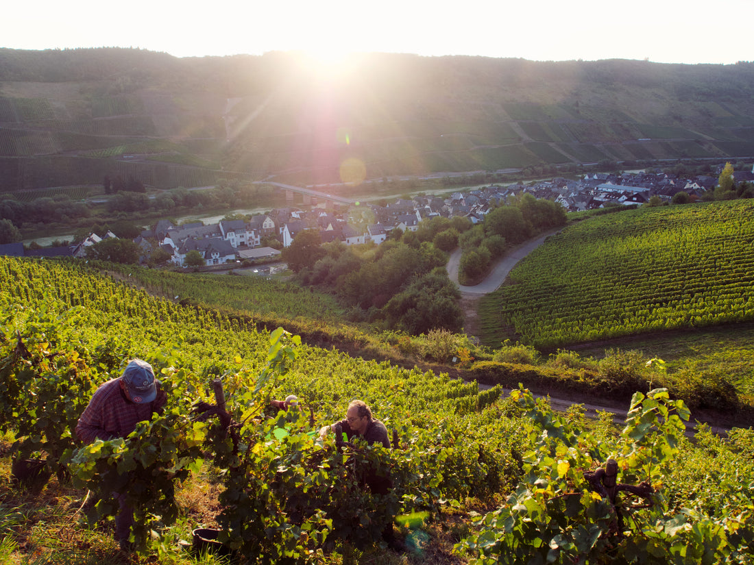 Herbst 2020 Bilder von der Lese