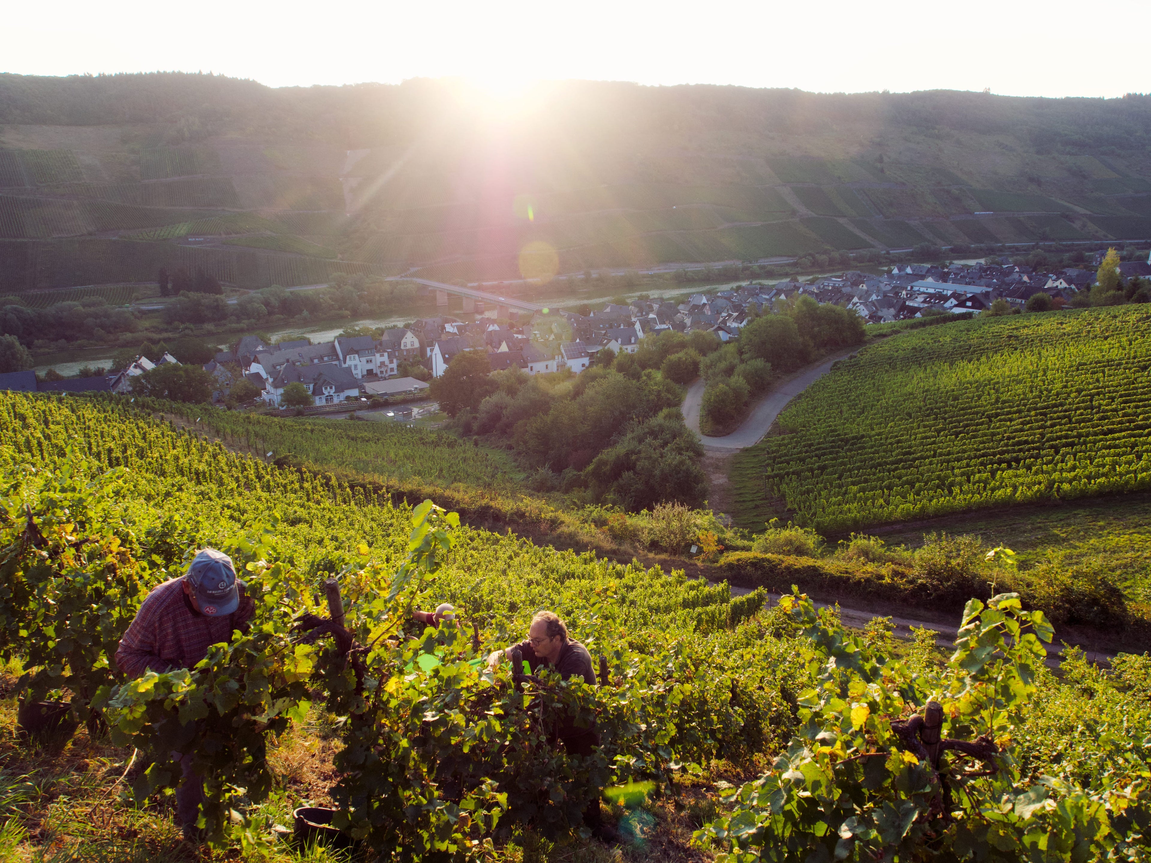 Herbst 2020 Bilder von der Lese