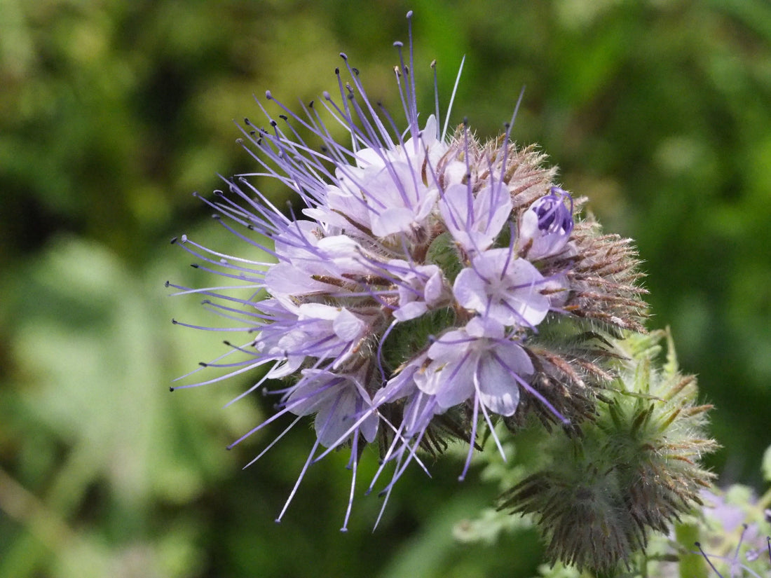 Phacelia und Blaue Holzbiene