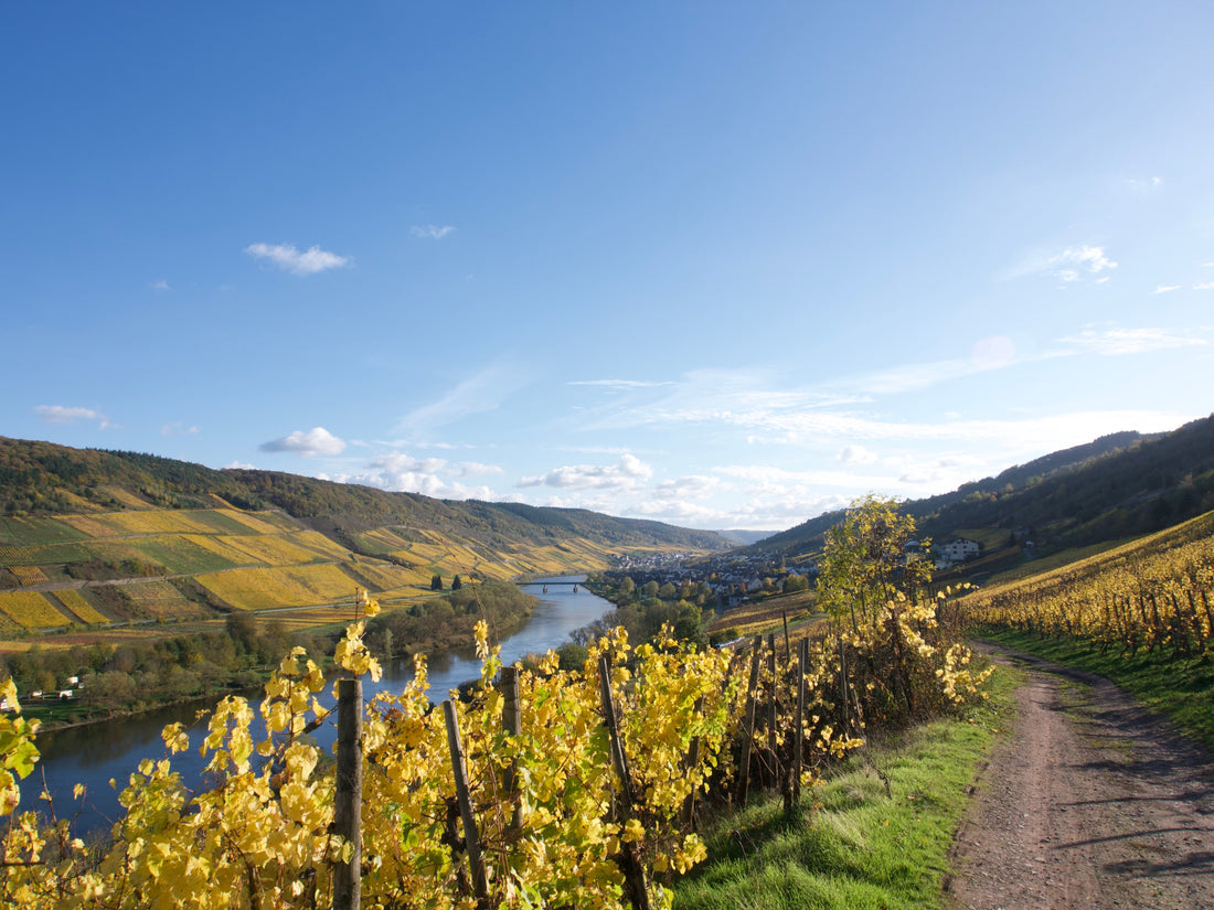 Blick vom Moselsteig durch herbstliche Weinberge auf die Moselschleife bei Reil an der Mosel