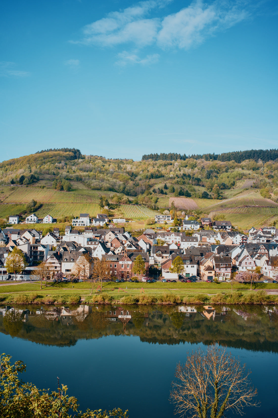 Blick auf das Weindorf Reil an der Mosel mit Spiegelung im Fluss und Weinbergen im Hintergrund