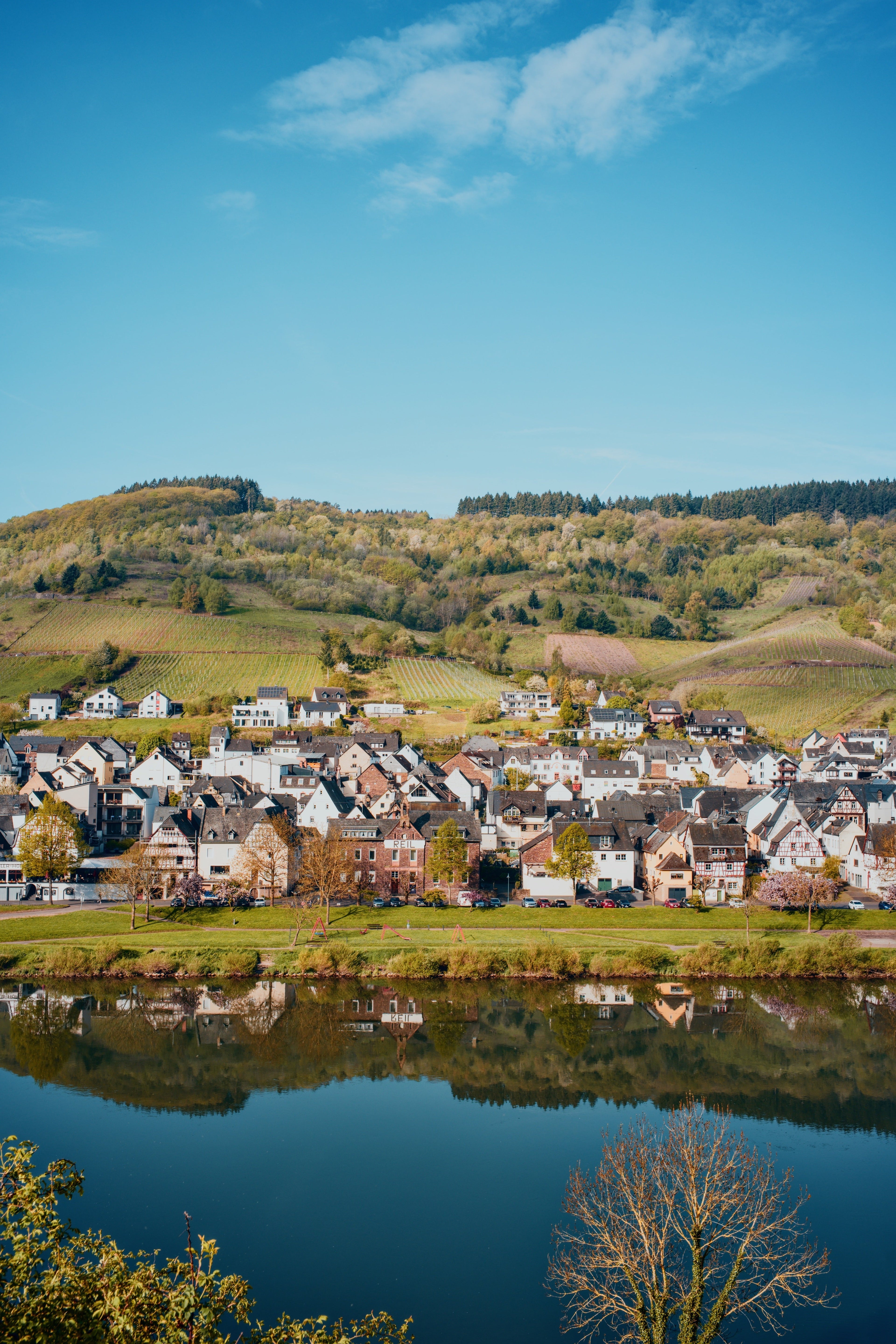 Blick auf das Weindorf Reil an der Mosel mit Spiegelung im Fluss und Weinbergen im Hintergrund