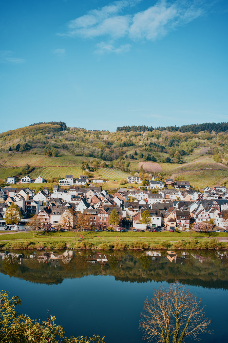 Blick auf das Weindorf Reil an der Mosel mit Spiegelung im Fluss und Weinbergen im Hintergrund