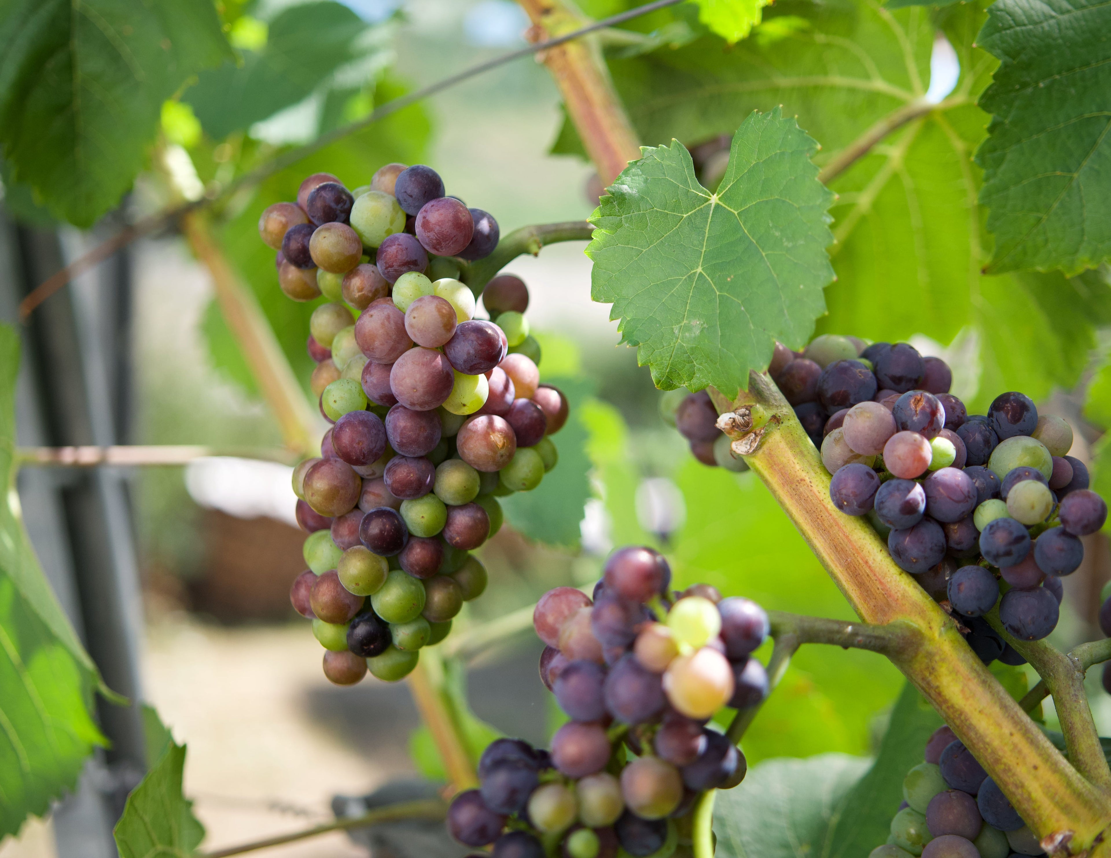 VERAISON - Die Trauben werden reif