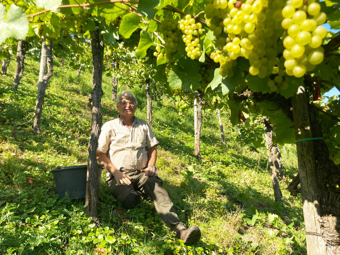 Weinlese 2021 - die Ernte ist eingefahren