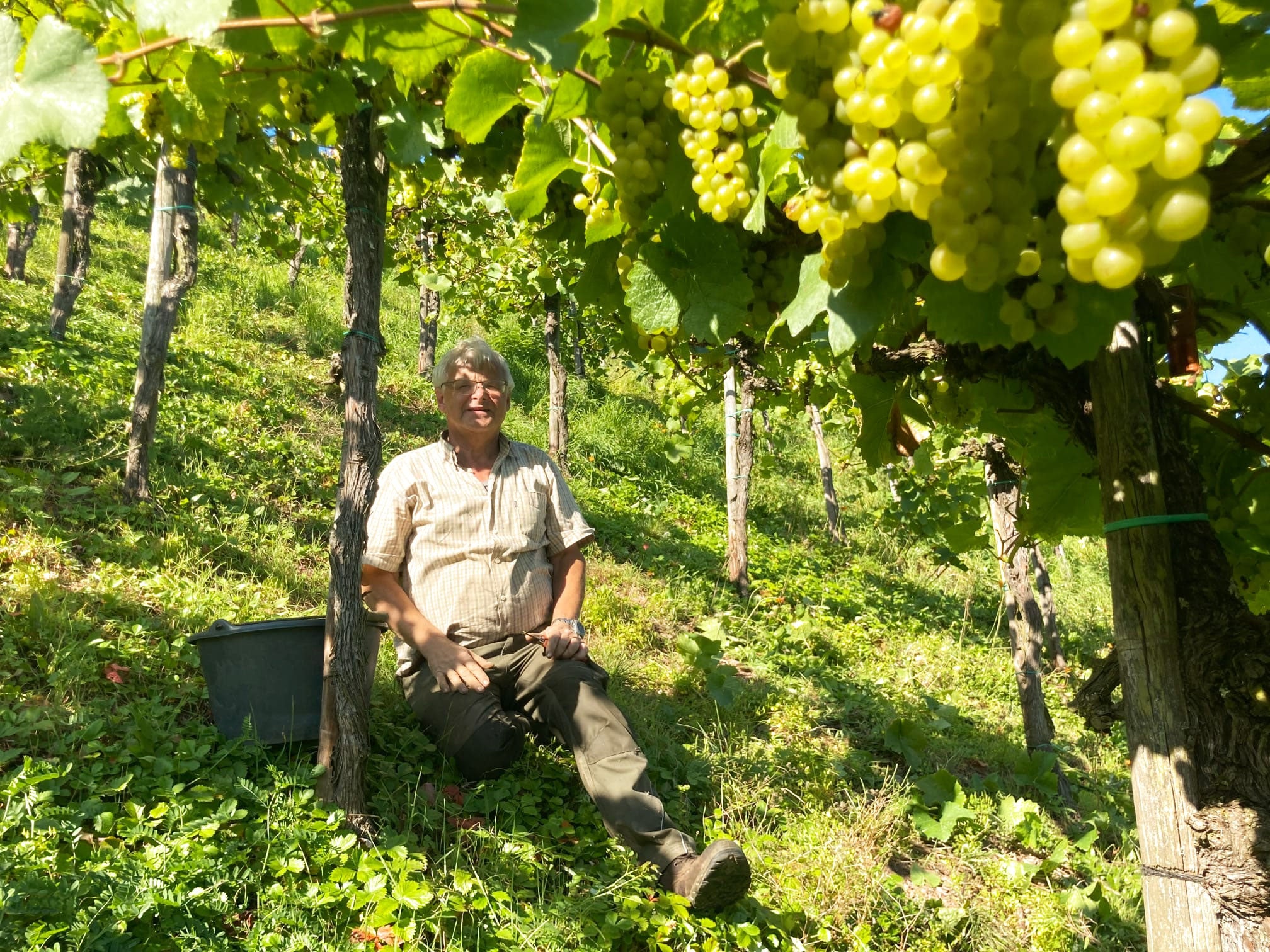 Weinlese 2021 - die Ernte ist eingefahren