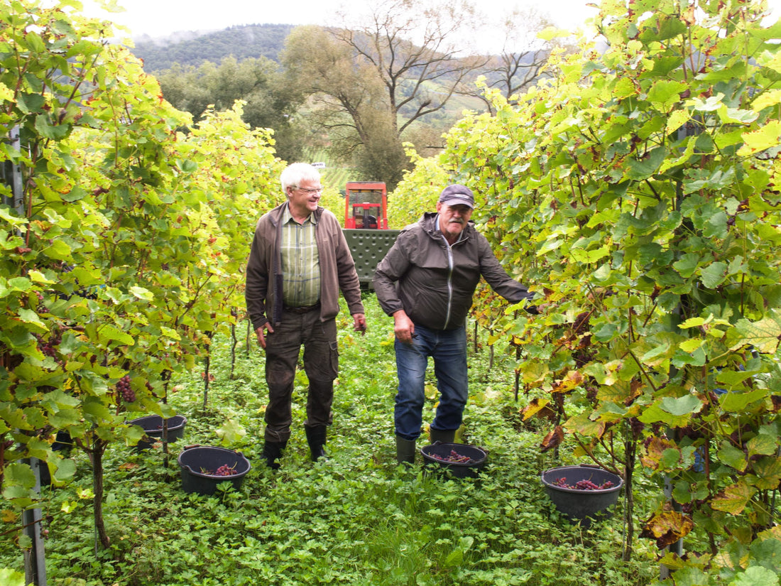 Weinlese 2021 - Ein Zwischenbericht