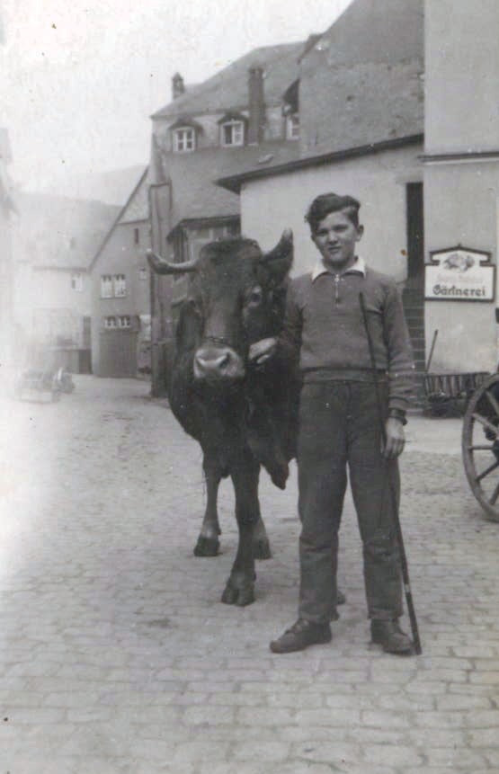 Heinz Schneiders als junger Mann mit Ochsengespann in der Dorfstraße – historisches Foto Weingut Arns