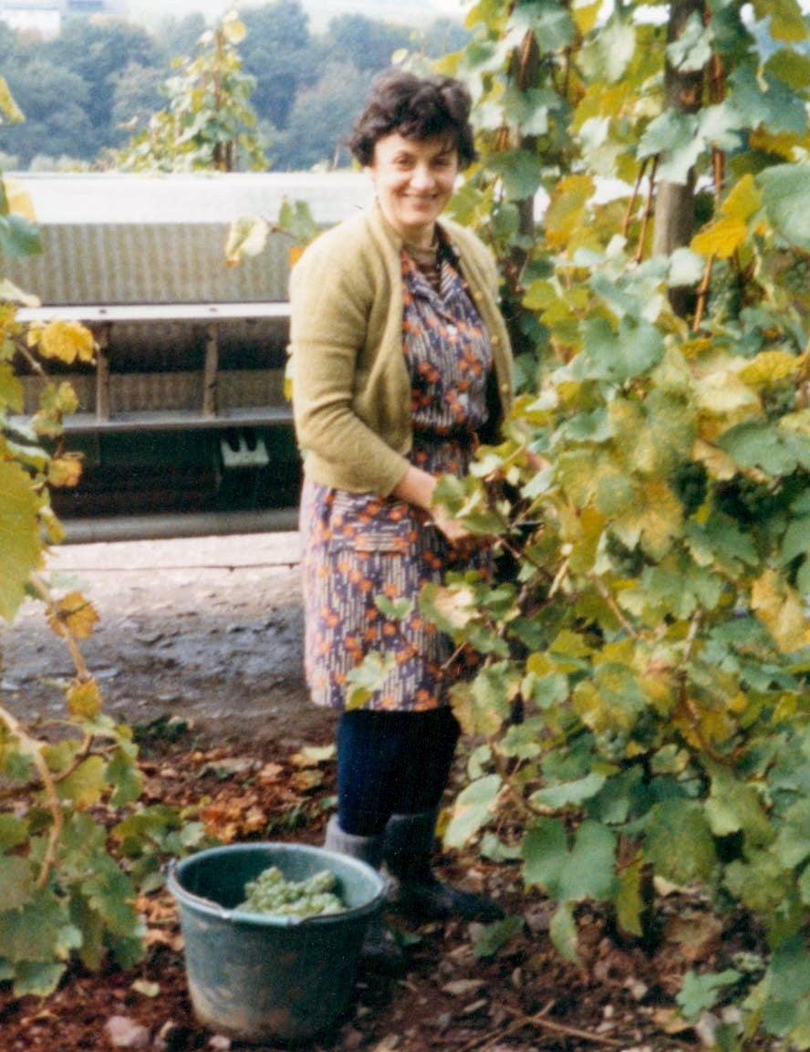 Hilde Schneiders bei der Weinlese von Hand am Rebstock – historisches Foto Weingut Arns